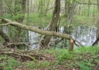 Duitsland Elly (51)